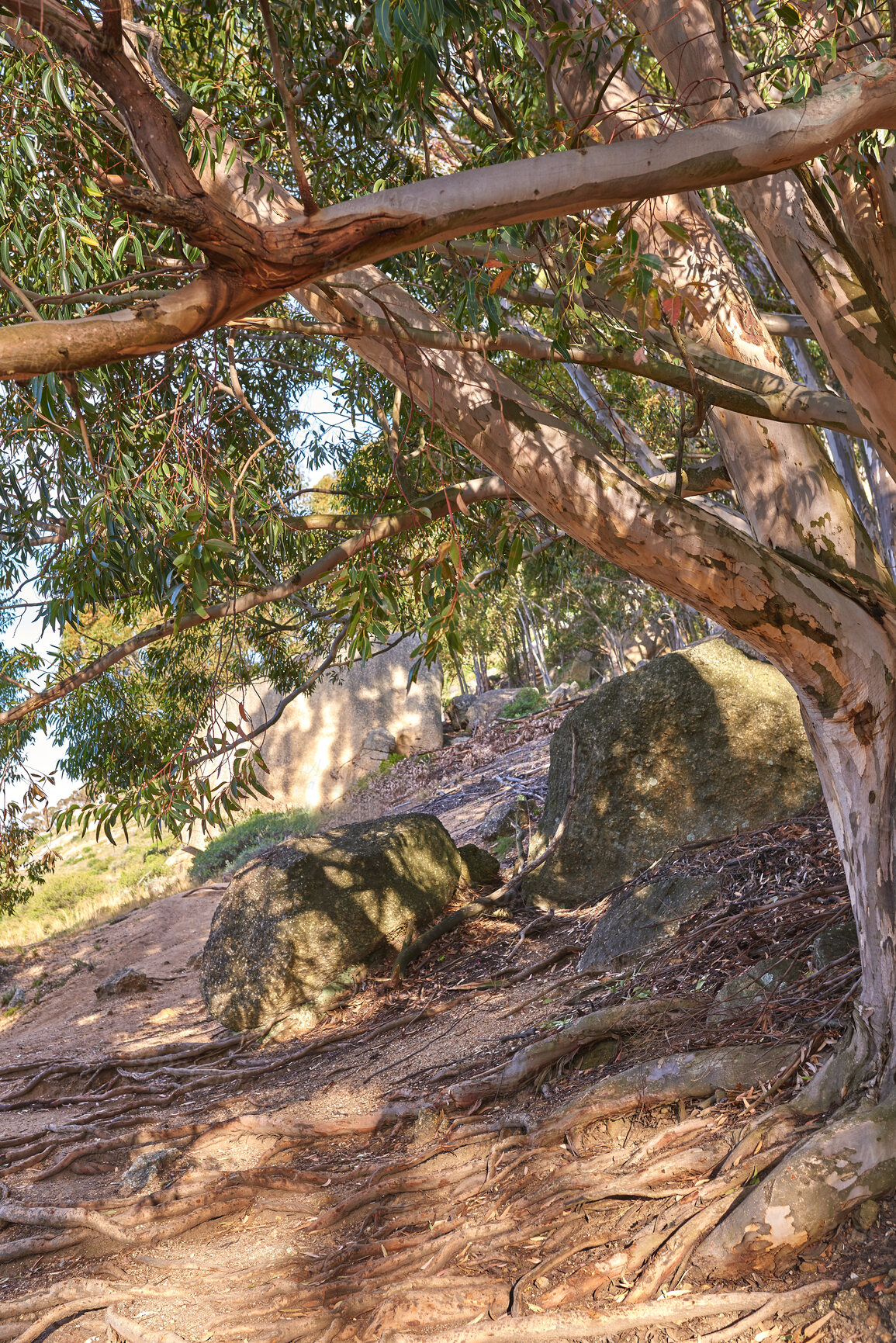 Buy stock photo Big tree roots and rocks along a hiking trail on a sunny summer day. The woods with lush green leaves at a national nature conservation park. Trunk outdoors on a hill or mountainside 