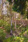 Flowers, plants and trees on mountain side in South Africa