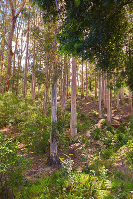 Buy stock photo Landscape view of plants and trees on a mountain side in countryside during summer. Quiet, peaceful and remote natural environment with greenery, vegetation and grass in a woods or forest