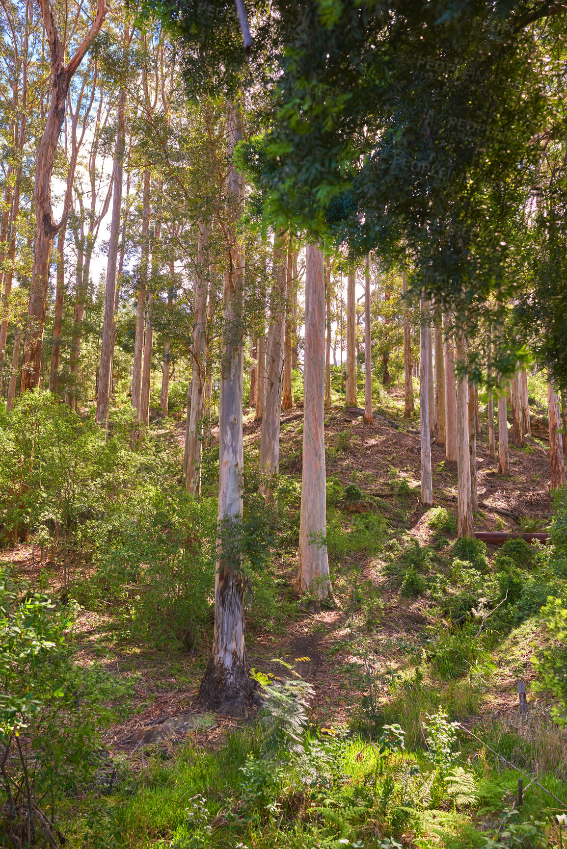 Buy stock photo Landscape view of plants and trees on a mountain side in countryside during summer. Quiet, peaceful and remote natural environment with greenery, vegetation and grass in a woods or forest