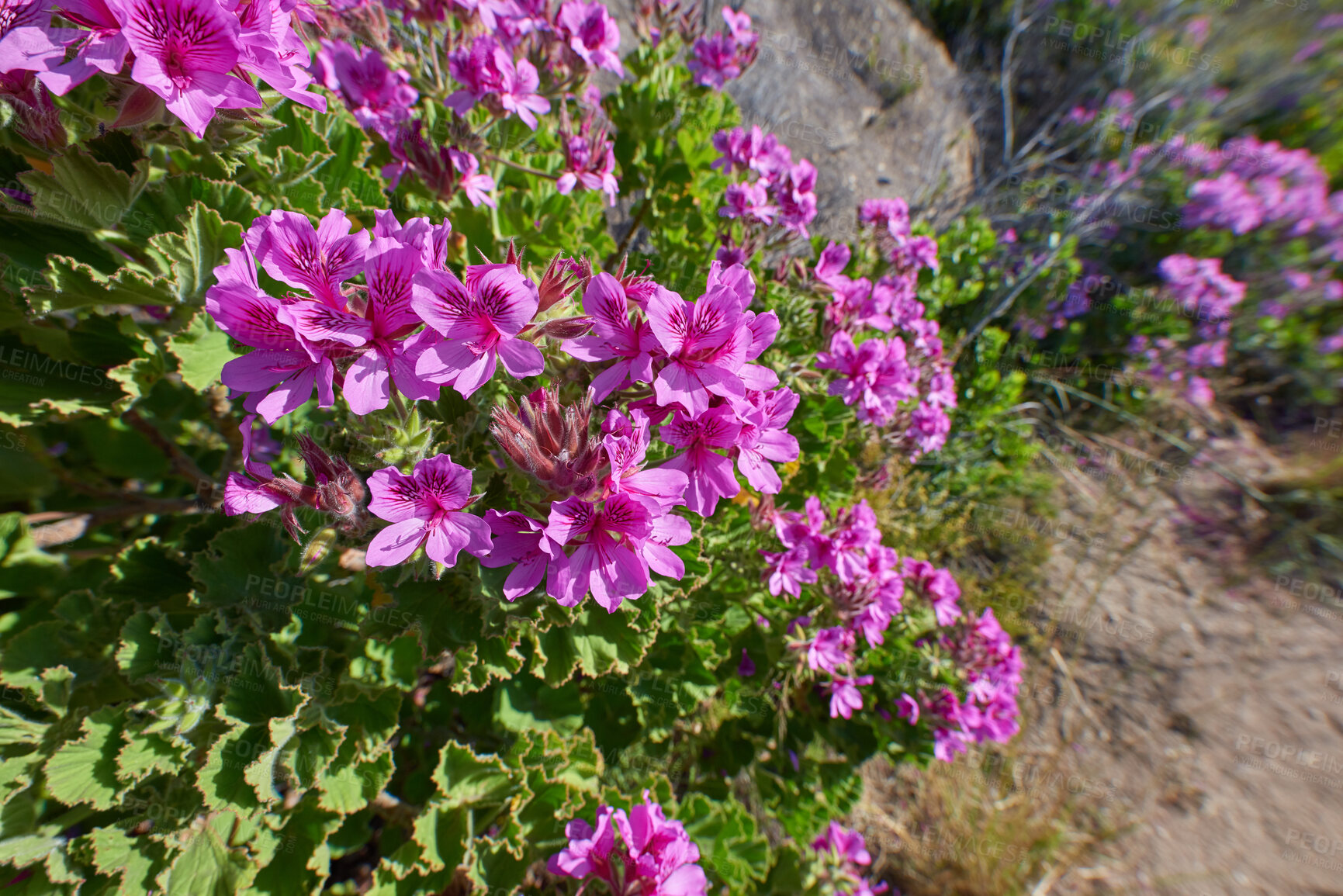 Buy stock photo Closeup of purple rodondo creeper plants growing outside in their natural habitat. A bed of drosanthemum floribundum succulent flowers thriving on a mountain in a habitat or ecosystem outdoors