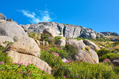 Buy stock photo Copy space on a rocky mountain with colorful pink flowers and green plants growing against a blue sky background. Rugged and remote landscape with boulders on a cliff to explore during a scenic hike