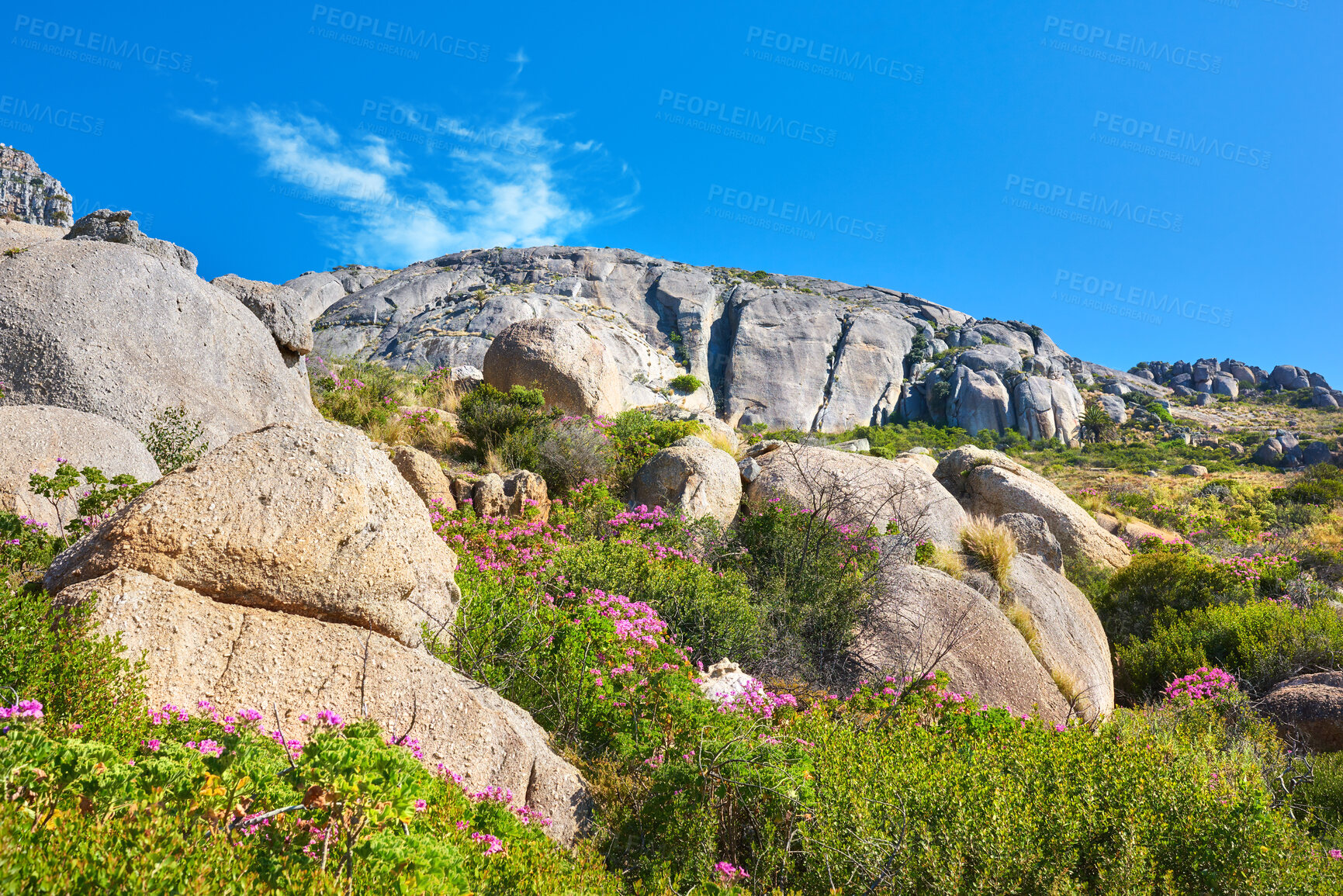 Buy stock photo Copy space on a rocky mountain with colorful pink flowers and green plants growing against a blue sky background. Rugged and remote landscape with boulders on a cliff to explore during a scenic hike