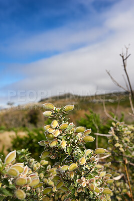 Buy stock photo Flowers, plants and green nature outside in a natural environment, garden or land in summer. Greenery and gorse plants growing in a field, meadow or park during spring outside in the countryside