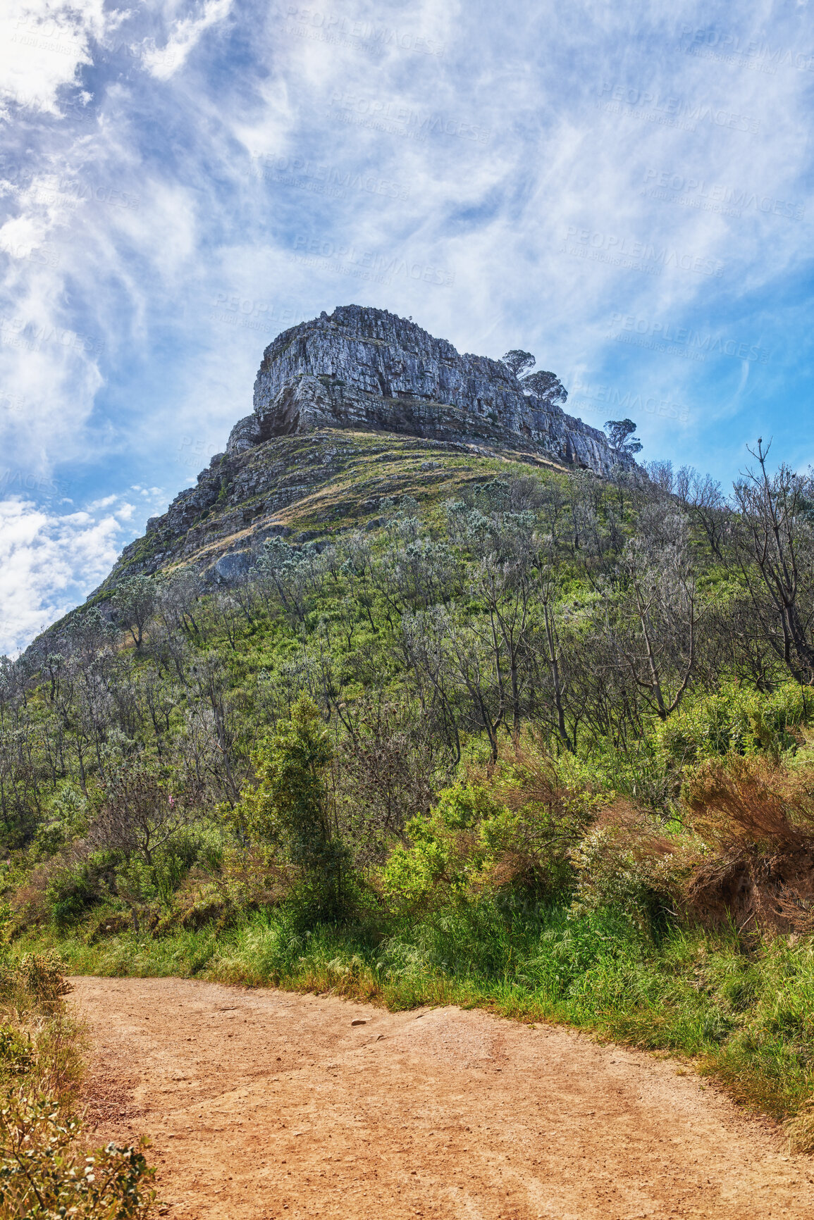 Buy stock photo Walking or hiking pathway on a mountainside with green lush plants and flora. Zen nature landscape of rugged dirt trail for traveling at a national park in Cape Town with cloudy blue sky background