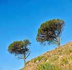 Flowers, plants and trees on mountain side in South Africa