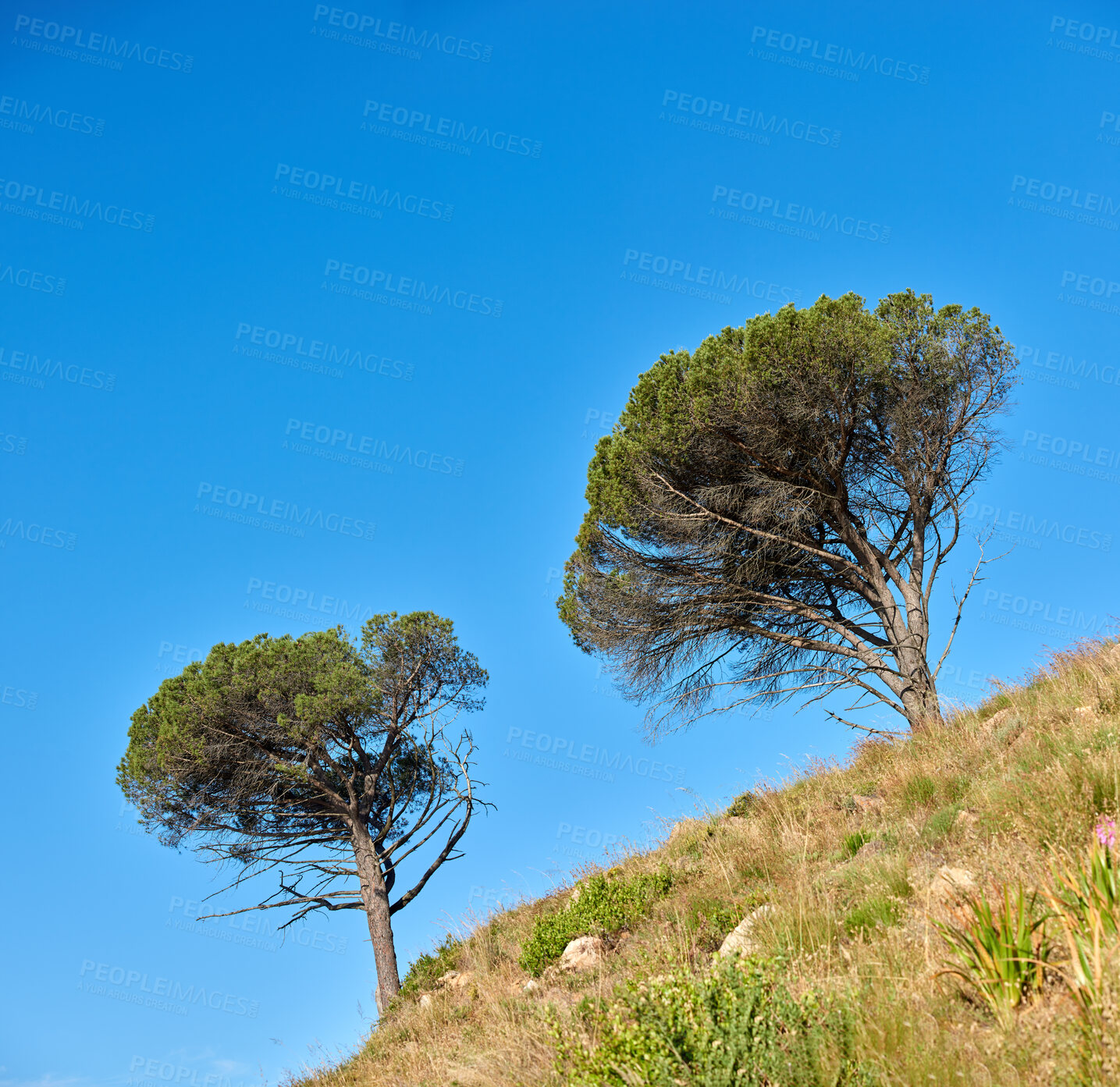 Buy stock photo Wild trees growing on a mountain slope against a clear blue sky background with copy space. Remote and rugged nature reserve on a sunny summer day. Lush green landscape from below in a peaceful field