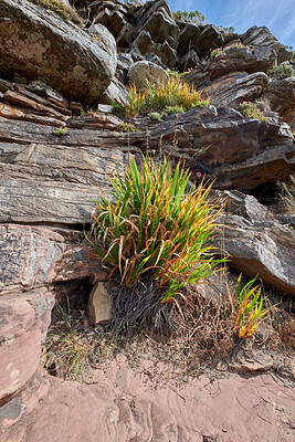 Buy stock photo Closeup of green grass growing on mountain in South Africa, Cape town. Vibrant shoots and bushes on peaceful, quiet morning on Lions head. Texture and patterns of rocky terrain at harmony with nature