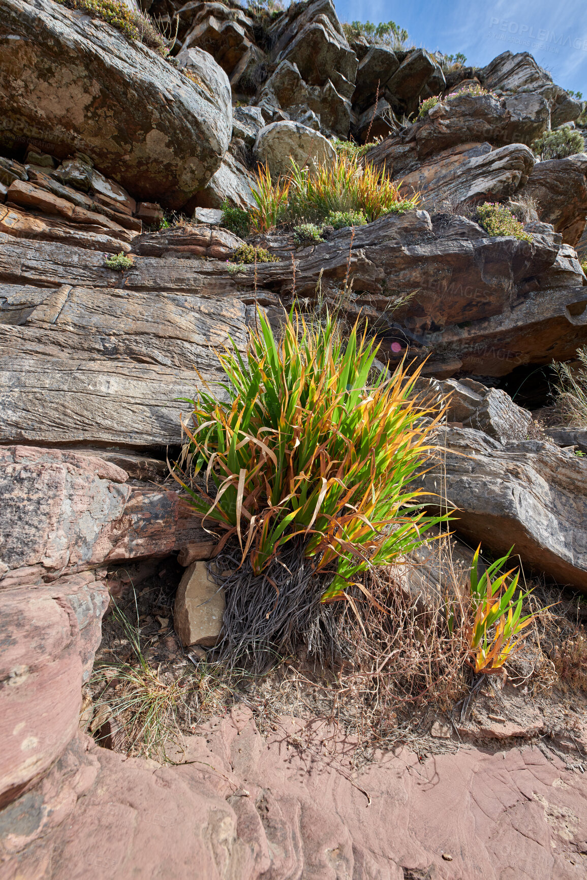 Buy stock photo Closeup of green grass growing on mountain in South Africa, Cape town. Vibrant shoots and bushes on peaceful, quiet morning on Lions head. Texture and patterns of rocky terrain at harmony with nature