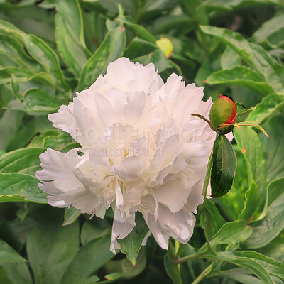 Buy stock photo A series of beautiful garden photos