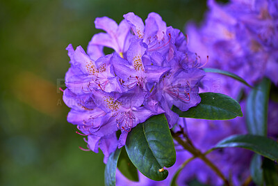 Buy stock photo Beautiful, purple and budding rhododendron flowers growing in a backyard garden in summer. Closeup of leafy flowering plants opening up and blossoming in a park or field in nature during spring