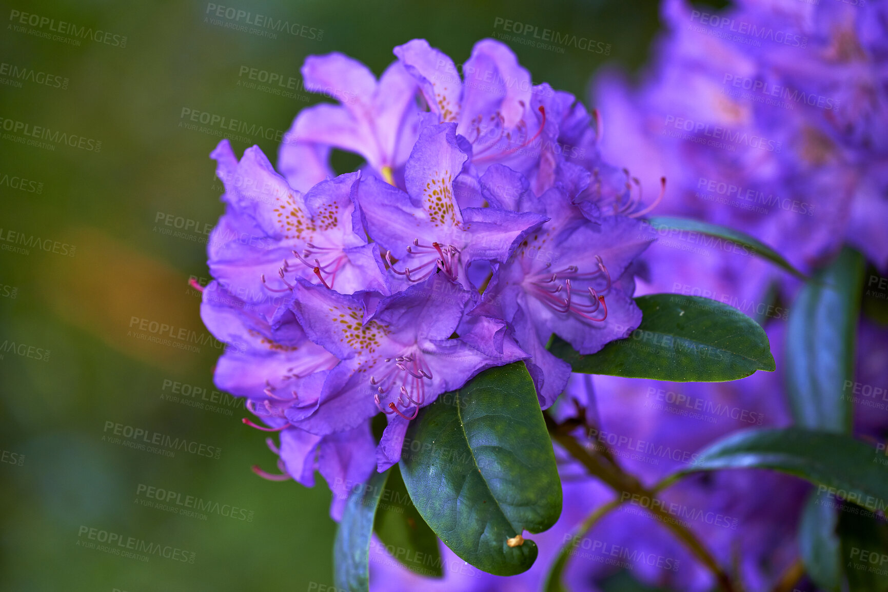 Buy stock photo Beautiful, purple and budding rhododendron flowers growing in a backyard garden in summer. Closeup of leafy flowering plants opening up and blossoming in a park or field in nature during spring