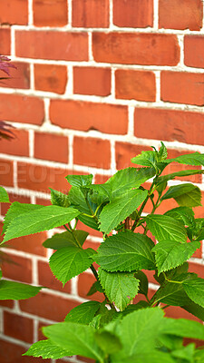 Buy stock photo Green big leaf hydrangea plants growing against red brick wall outdoors. Leave textures on a outdoor ornament plant grown in summer backyard landscaping. Gardening shrubs contrasting on red exterior