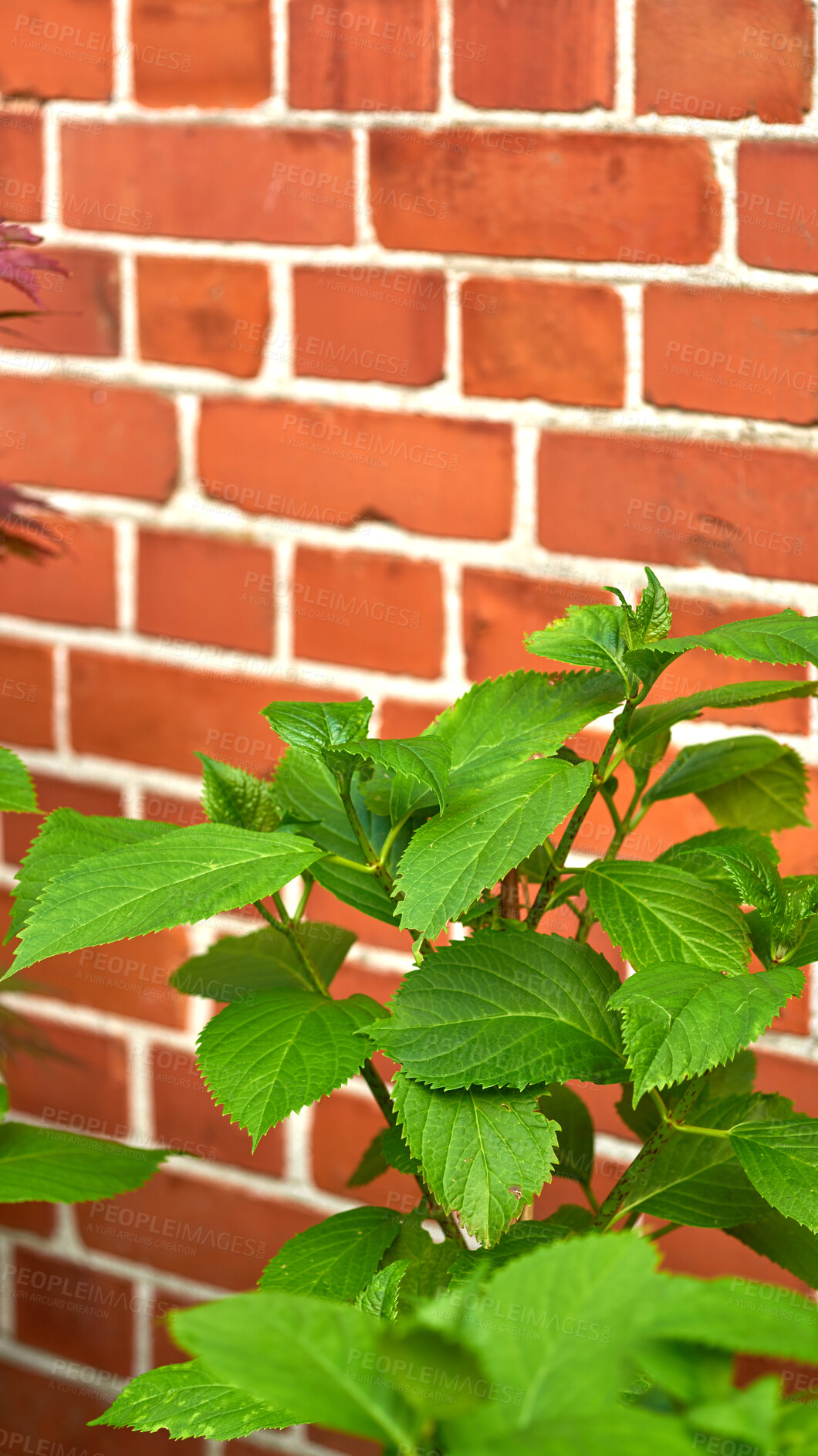 Buy stock photo Green big leaf hydrangea plants growing against red brick wall outdoors. Leave textures on a outdoor ornament plant grown in summer backyard landscaping. Gardening shrubs contrasting on red exterior