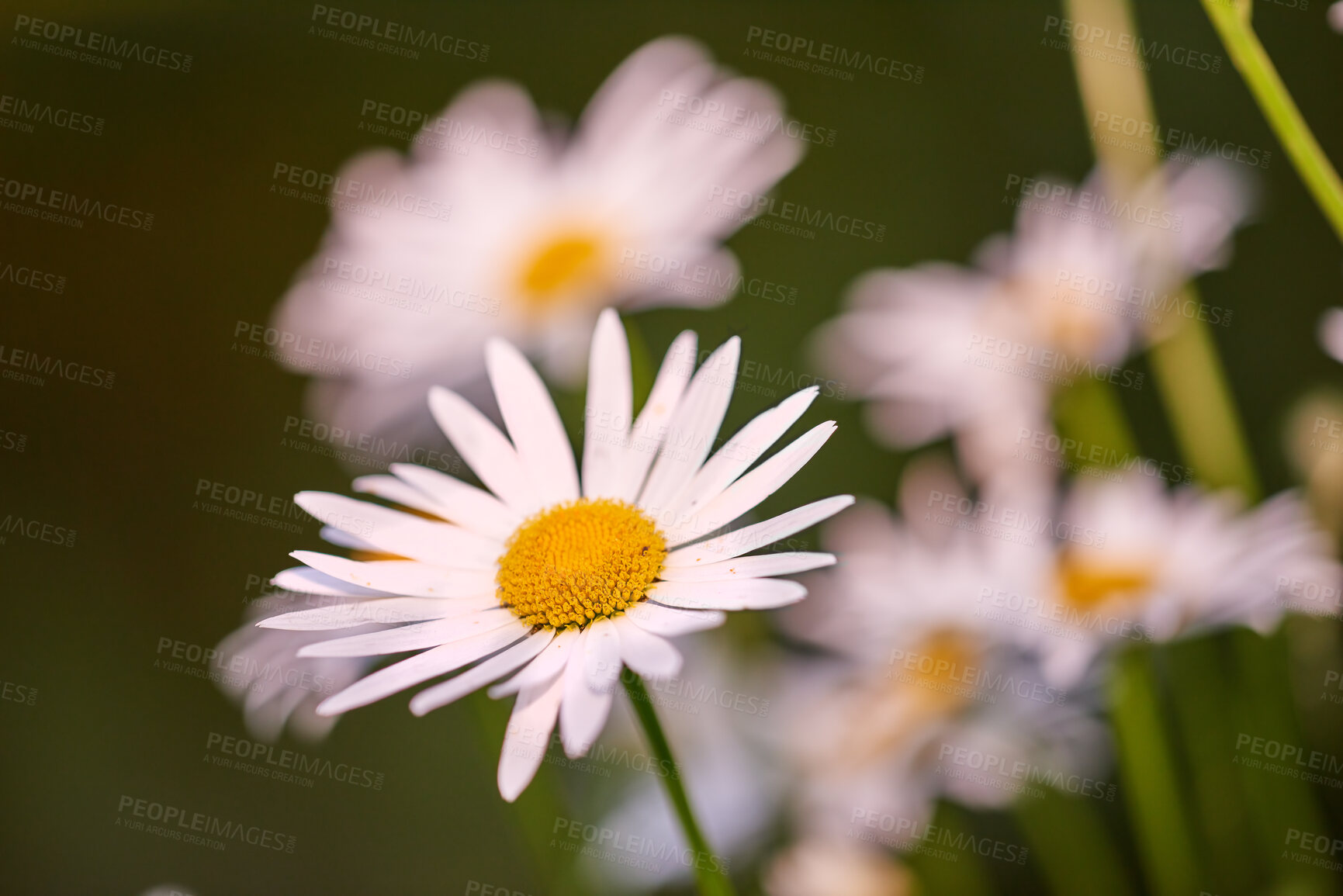 Buy stock photo Daisy flowers growing in a field or garden on a sunny day outdoors. Leucanthemum vulgare or oxeye daisies daisies from the asteraceae species with white petals and yellow pistil blooming in spring