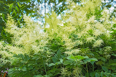 Buy stock photo A series of beautiful garden photos