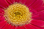 Beautiful flowers from my garden