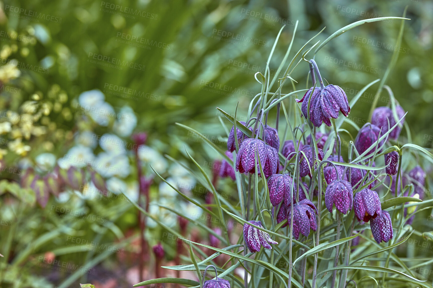 Buy stock photo A series of beautiful garden photos