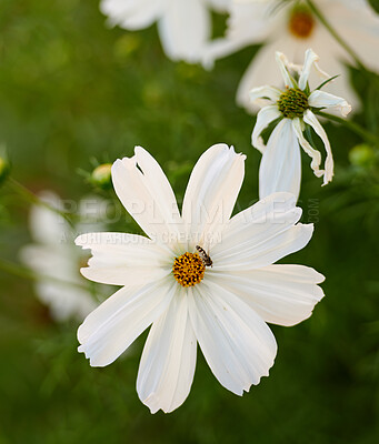 Buy stock photo A series of beautiful garden photos