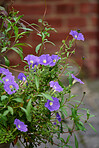 Beautiful flowers in my garden