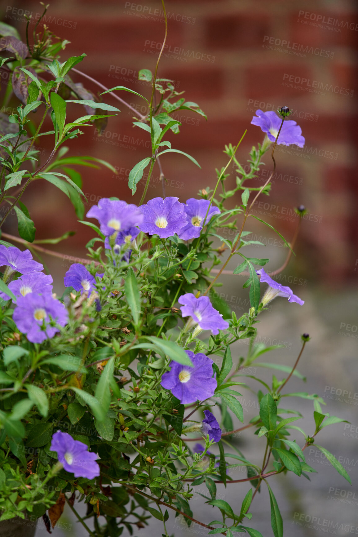 Buy stock photo A series of beautiful garden photos