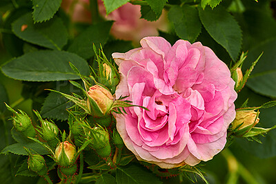 Buy stock photo Closeup of a pink rose growing in a garden with green leaves and vibrant petals. Zoom in on a pretty flower with a beautiful fragrance in a quiet park. Floral macro details blooming in nature 