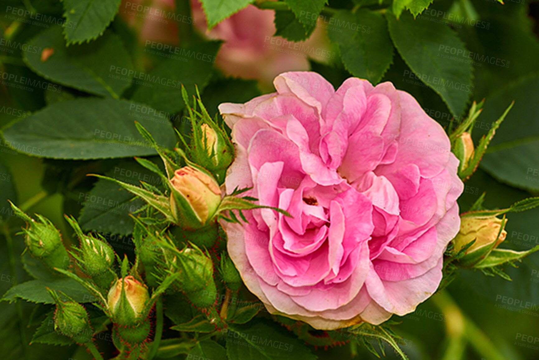 Buy stock photo Closeup of a pink rose growing in a garden with green leaves and vibrant petals. Zoom in on a pretty flower with a beautiful fragrance in a quiet park. Floral macro details blooming in nature 