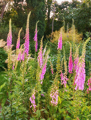 Buy stock photo Colorful foxgloves - digitalis purpurea 