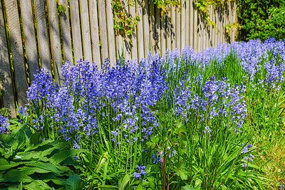 Buy stock photo A series of beautiful garden photos