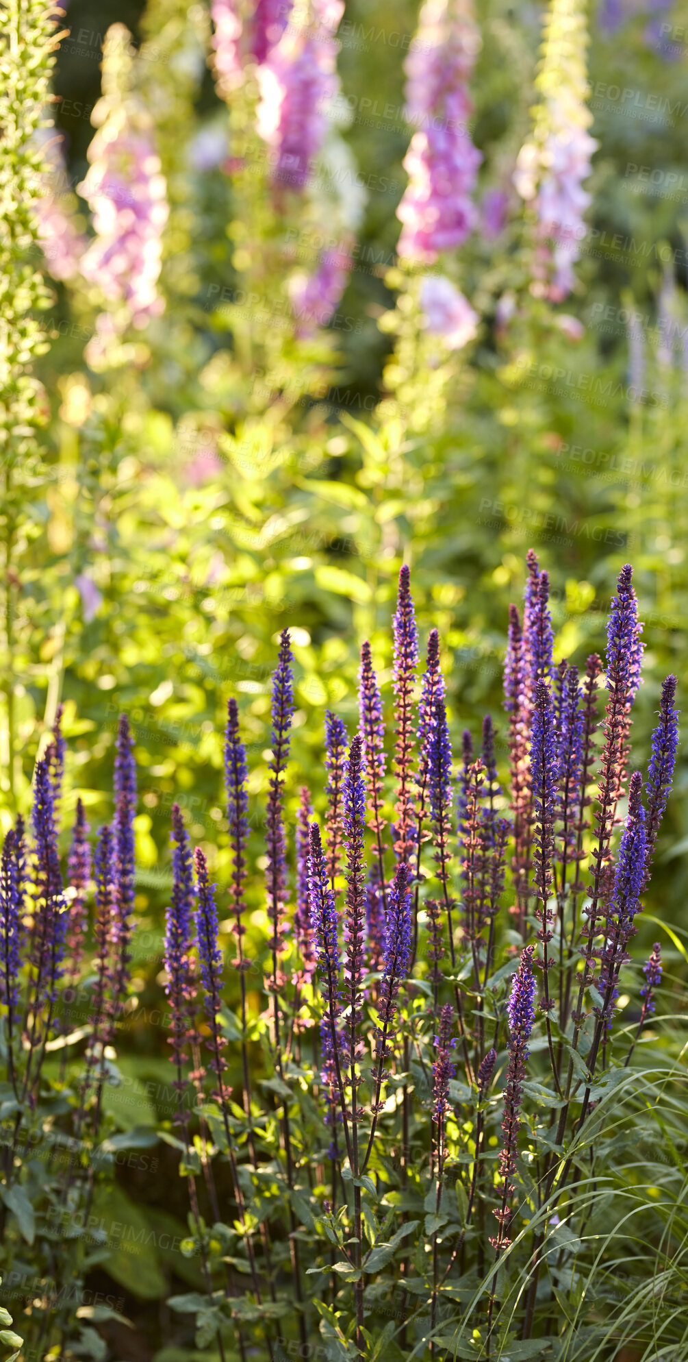 Buy stock photo A series of beautiful garden photos