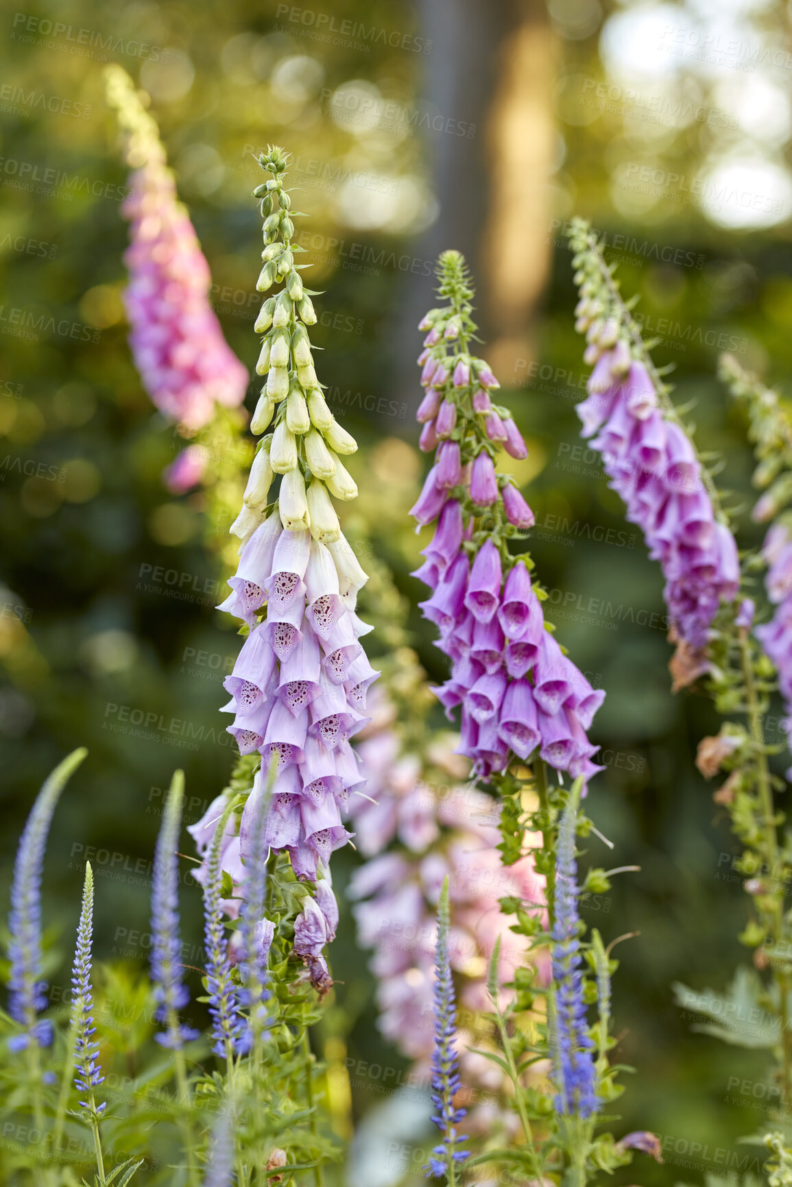 Buy stock photo Colorful foxgloves - digitalis purpurea 