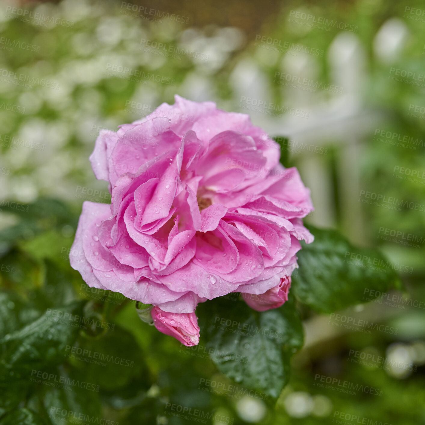 Buy stock photo A photo of a beautiful rose in the garden