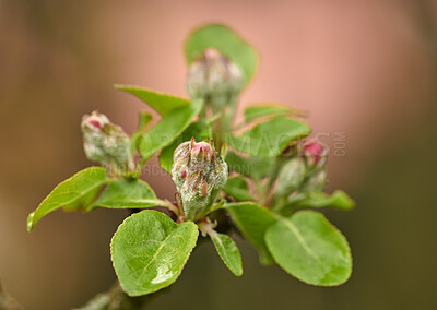 Buy stock photo Closeup of beauty in nature and fresh flowers growing on a garden tree. Budding Wild Crabapple on a branch in a lush green yard or field against a blurry background. Macro details of pink flower buds