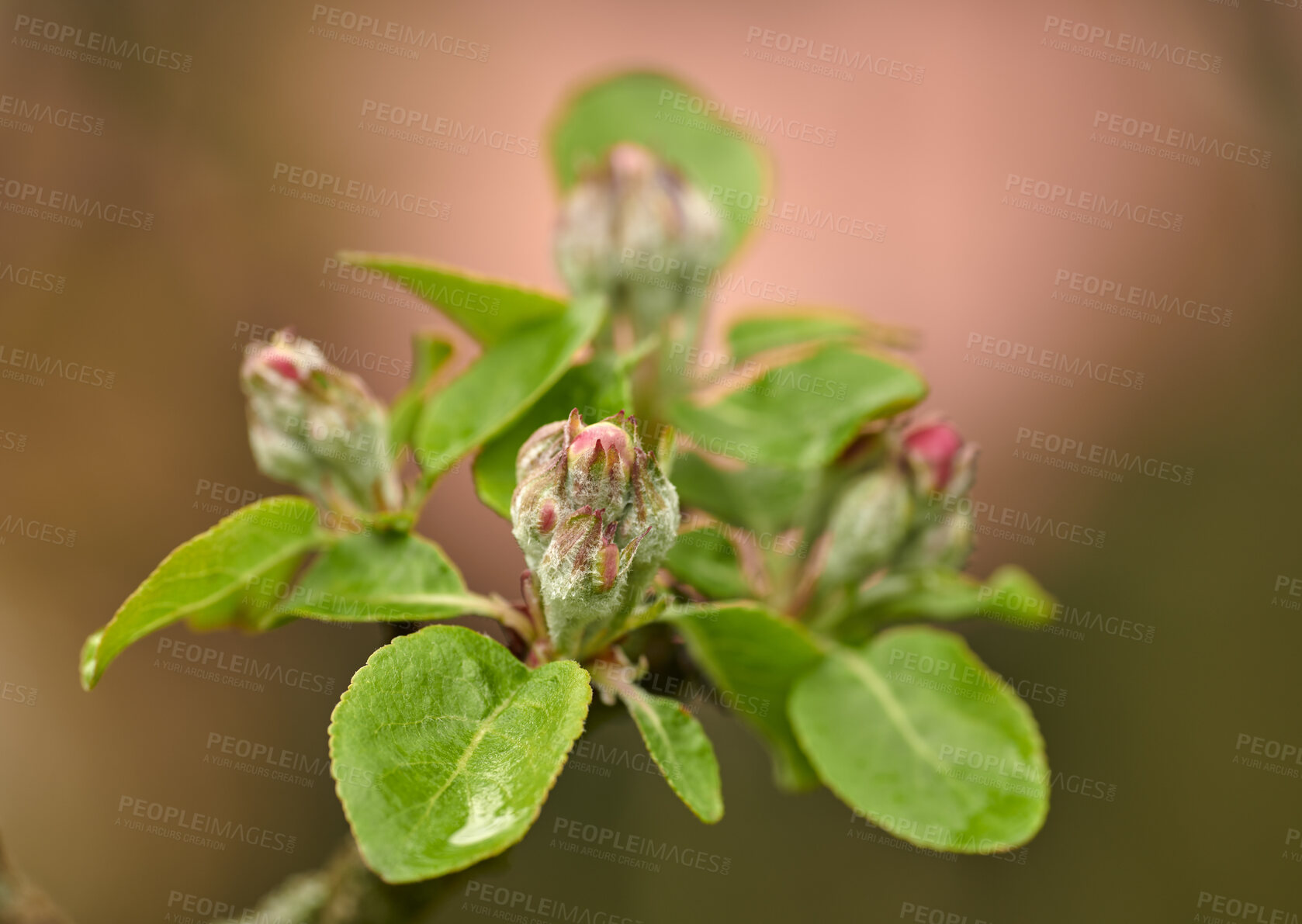Buy stock photo Closeup of beauty in nature and fresh flowers growing on a garden tree. Budding Wild Crabapple on a branch in a lush green yard or field against a blurry background. Macro details of pink flower buds