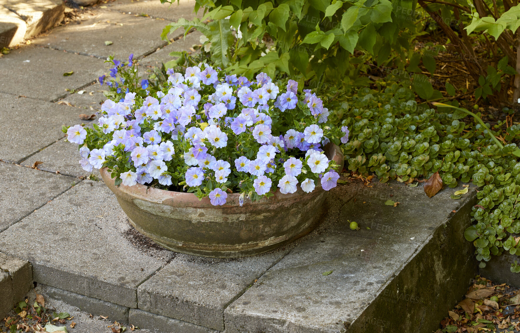 Buy stock photo Flowers, plants and home garden view on a beautiful and sunny day outdoors. Closeup of purple flowering plant in a flowerpot, blooming and blossoming in the shade amongst scrubs and leaves on a patio