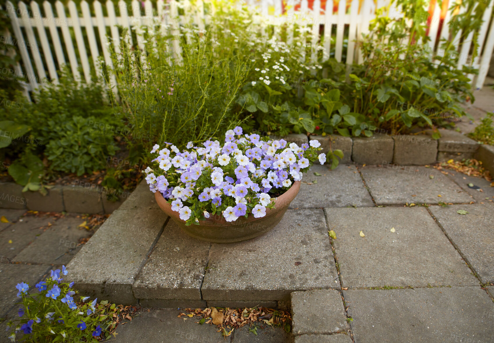 Buy stock photo White and purple summer flowers growing in clay flowerpot or pot in a secluded backyard at home. Petunia atkinsiana floral arrangement blooming and flowering as decorative plants in landscaped yard