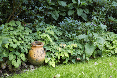 Buy stock photo Green garden landscape in nature with a gardening pot, grass, leaves, and plants. Natural background of an outdoor park on a spring day. Closeup of an outdoors lawn covered with plant life outside.