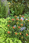 My garden