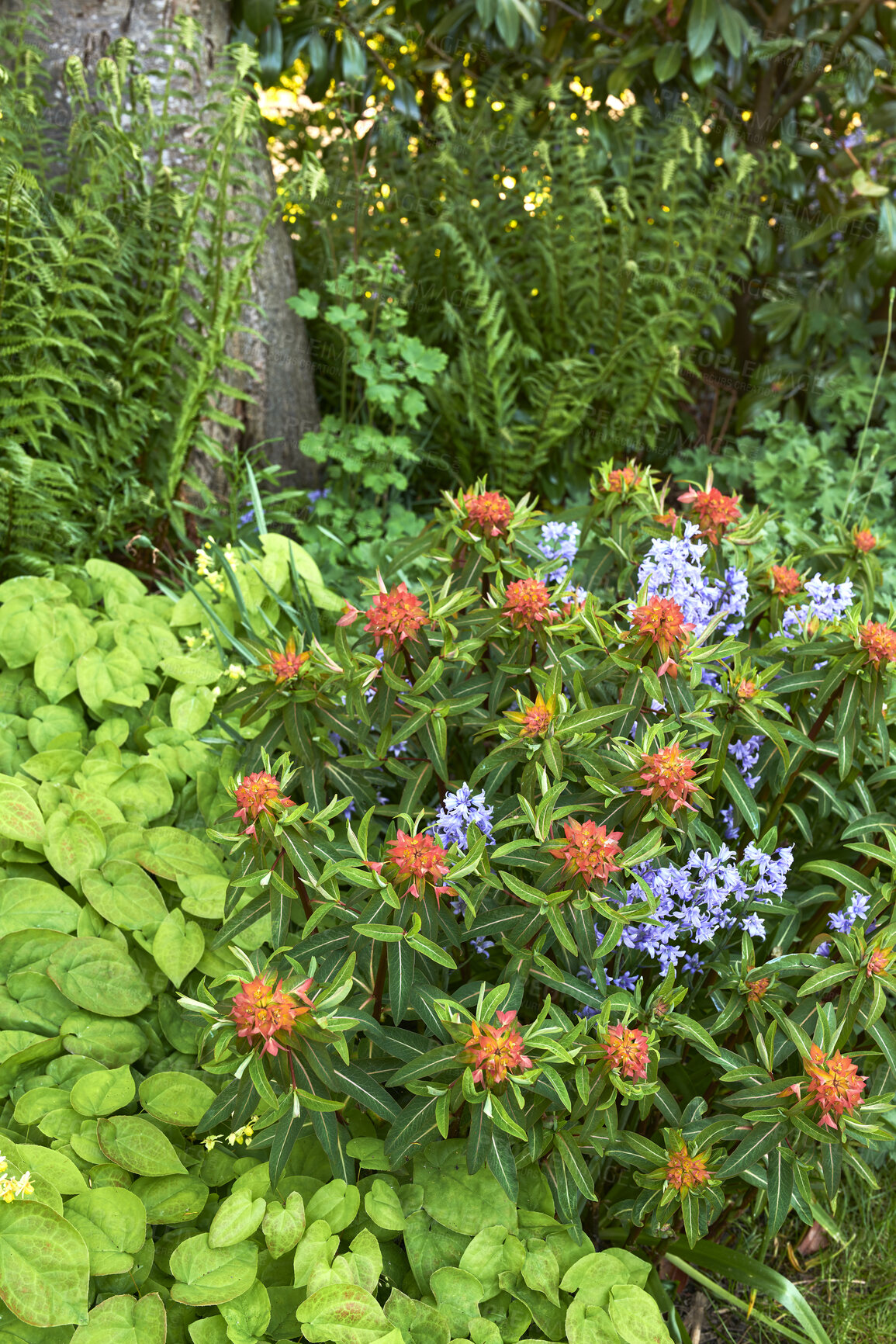 Buy stock photo Beautiful, fresh and colorful flowers and plants in a forest or botanical garden. Vibrant orange fireglow griffiths spurge and purple spanish bluebell flowers blooming in a remove nature environment