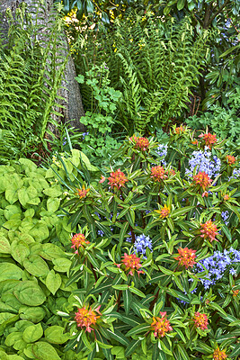 Buy stock photo Bright and colorful flowering plants growing in a garden or park on a sunny day outdoors in spring. Vibrant orange fireglow griffiths spurge and purple spanish bluebell flowers blooming in nature