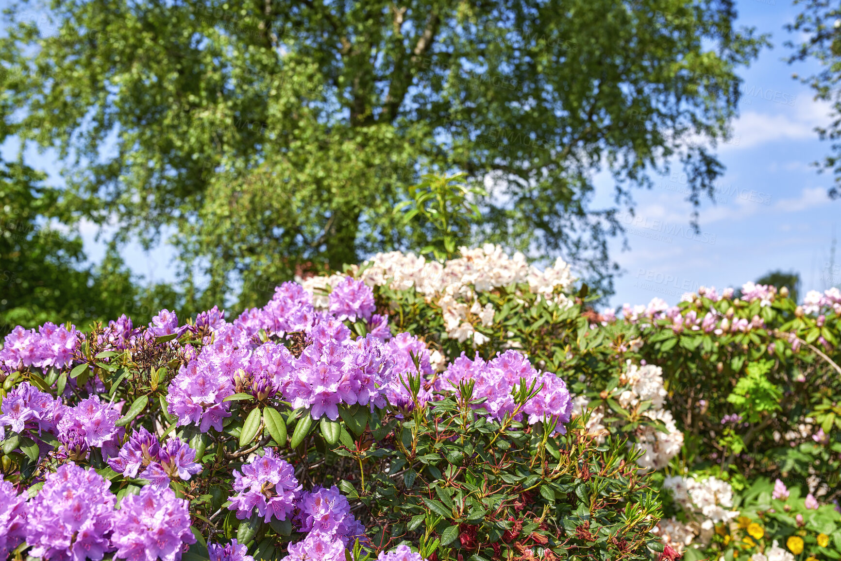 Buy stock photo A series of photos of rhododendron in garden