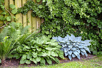 Buy stock photo Beautiful, green plants outside with a natural background in summer. Outdoor garden landscape view of a perfect gardening day. Closeup of plants, leaves and grass in an outdoors nature park.