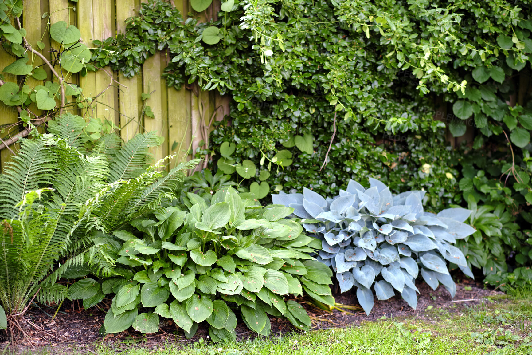 Buy stock photo Beautiful, green plants outside with a natural background in summer. Outdoor garden landscape view of a perfect gardening day. Closeup of plants, leaves and grass in an outdoors nature park.