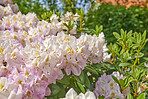 Rhododendron - garden flowers in May