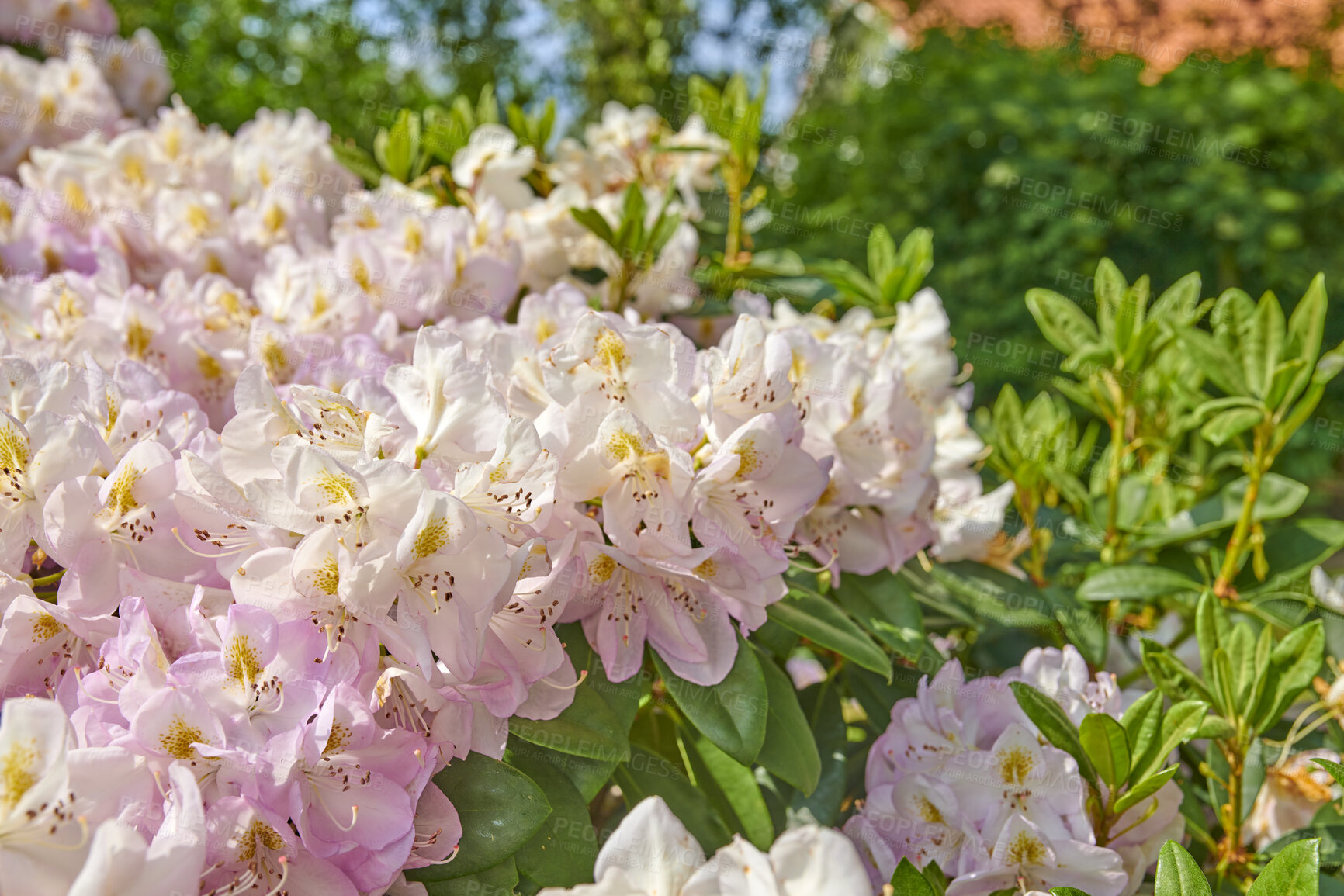 Buy stock photo Rhododendron is a genus of 1,024 species of woody plants in the heath family, either evergreen or deciduous, and found mainly in Asia, although it is also widespread throughout the Southern Highlands of the Appalachian Mountains of North America.