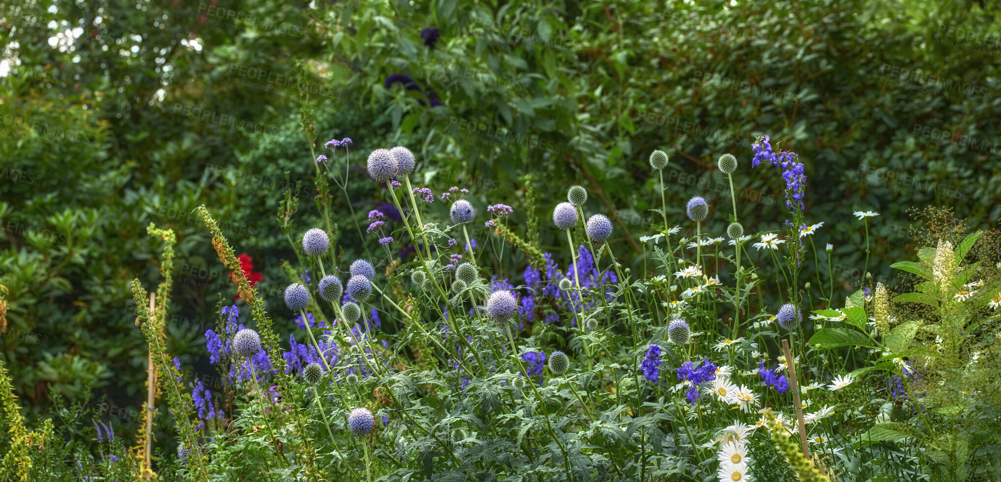 Buy stock photo Wild flowers and herbs growing in a green meadow with purple and white blooms in a rural countryside. Lush field with chamomile daisies in an overgrown field with globe thistle in a nature