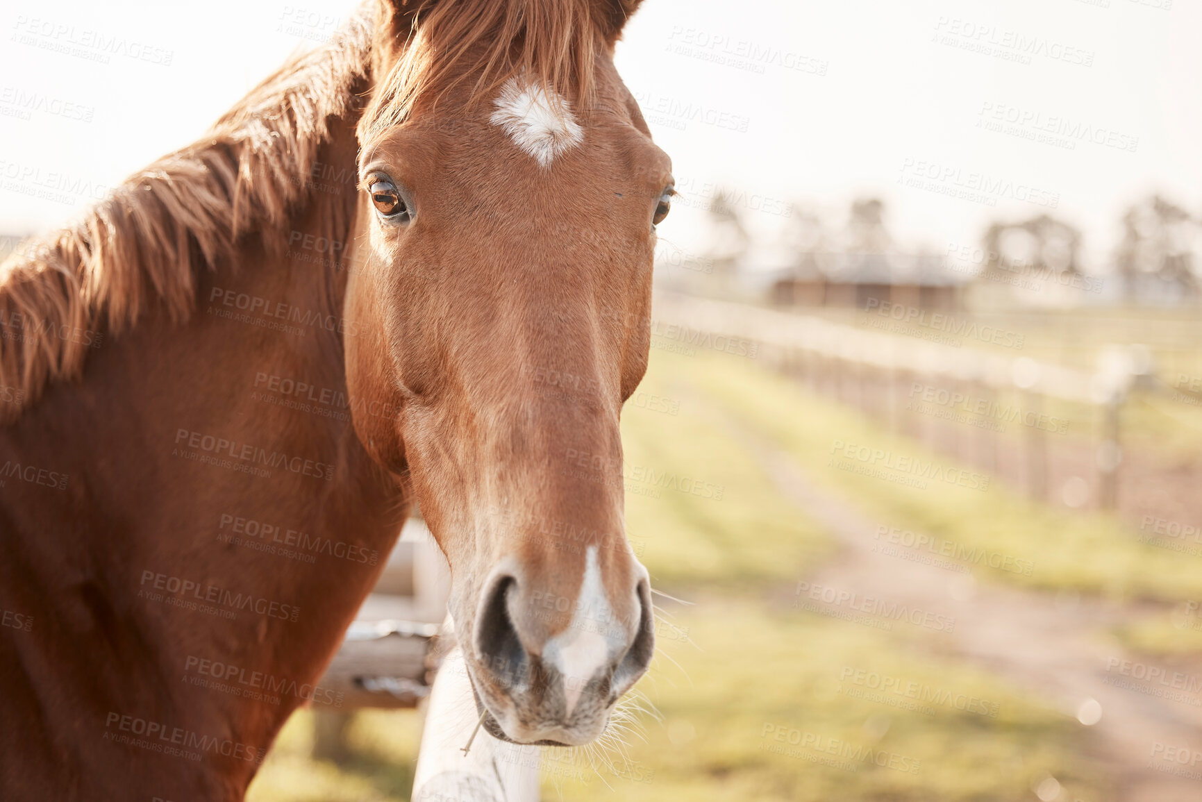 Buy stock photo Fence, horse and farm in countryside outdoor with nature in summer for equestrian training, environment and ranch for competition. Strong, mare and animal for adventure, travel and pasture in Texas
