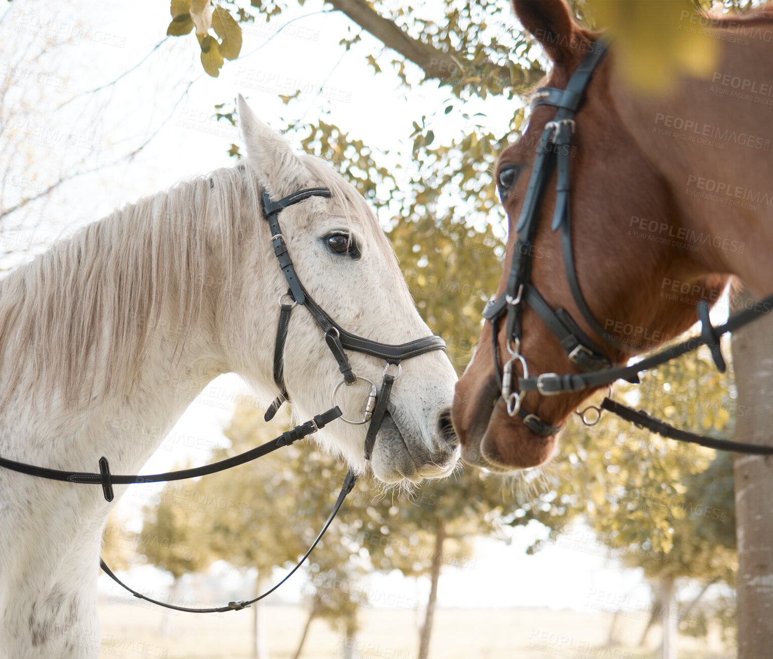 Buy stock photo Horses, harness and outdoor on countryside field or wild animal or farming ranch, nature or together. Pet, equestrian and Texas travel in summer environment or forest agriculture, health or wellness