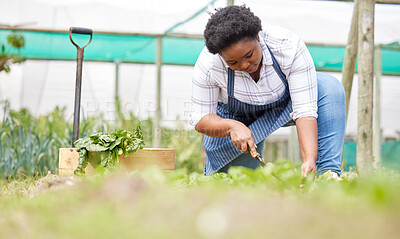 Buy stock photo Farm, agriculture farmer and black woman in greenhouse for vegetables, harvest and fresh produce. Farming, sustainability and female person check, picking and collect organic, natural and health food