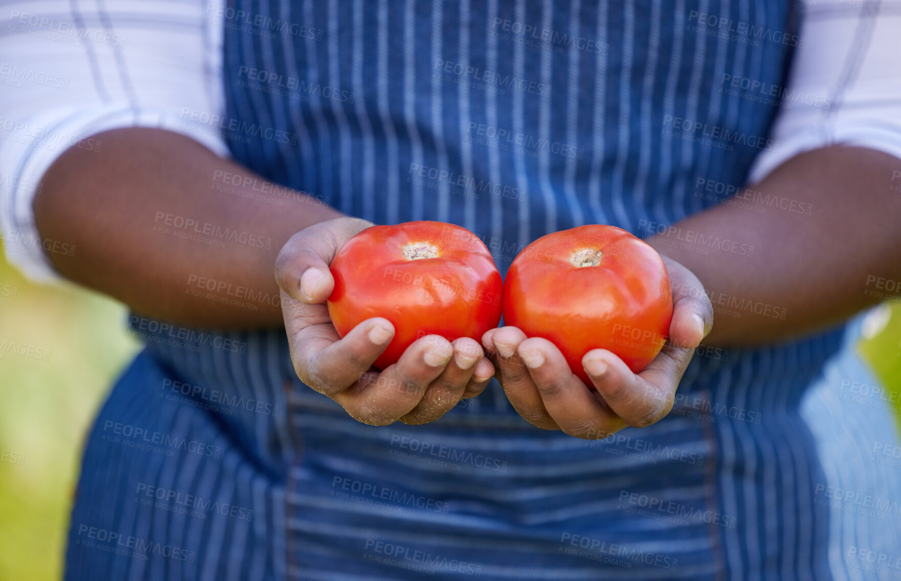 Buy stock photo Farm, agriculture and hands of farmer with tomato for vegetables, harvest and fresh produce. Farming, sustainability and female farmer with tomatoes in palms for organic, natural and healthy food